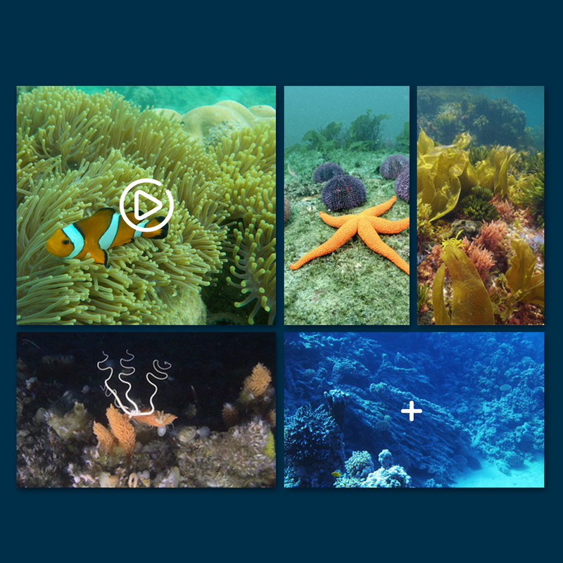 Mini Wifi Rc Underwater Camera - Rc Hobby Photos ulasan dan harga
